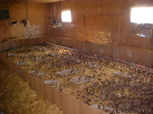 we use corregated cardboard to create a smaller size for the chicks when they are first put down into the brooder