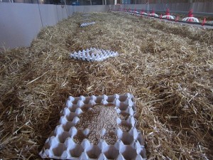 Setting up a brooder building for pheasant and chukar day old chicks