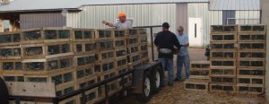 we build our crates by hand ourselves